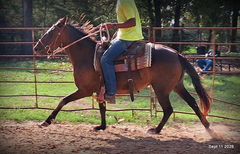 💚 Pop-tart Kid Safe & Family Safe Mare💚