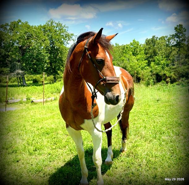 🧡Coca🧡Solid, Sensible Trail Mare 🌟