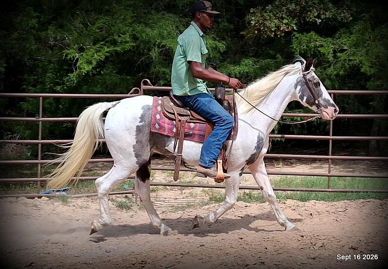 💚 Cosmo | Kid-Safe Spotted Gaited Gelding