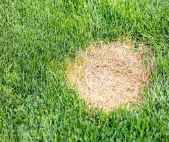 Understanding Grass Diseases