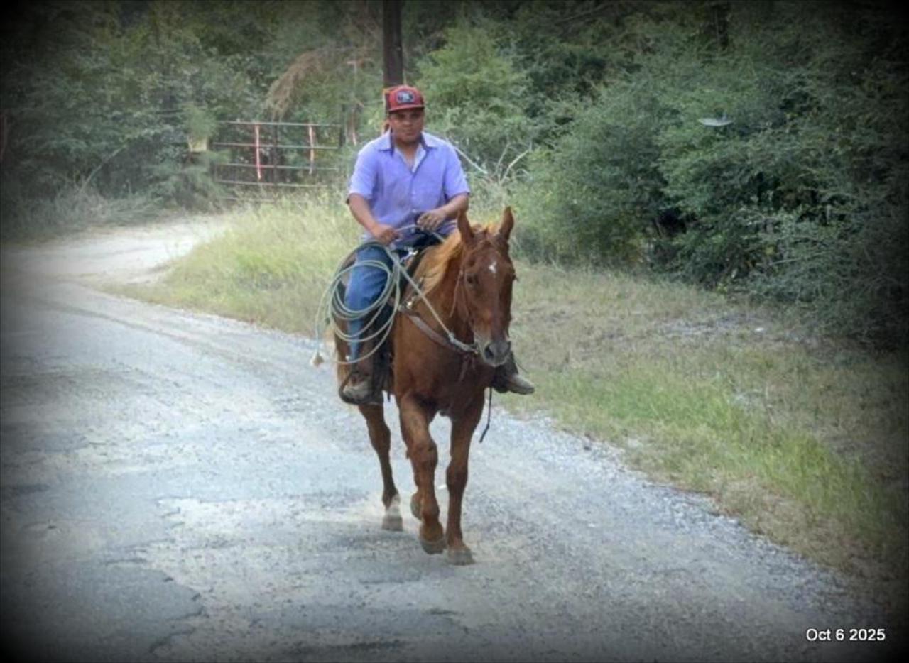Biggie – Ranch-Tested, Family-Safe, and Ready to Ride!
