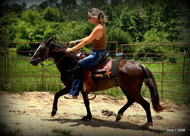 💛Bugs💛Smooth-Gaited Trail Mare 🌟