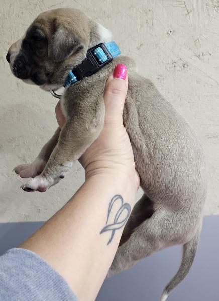 Blue Fawn Mantle Female