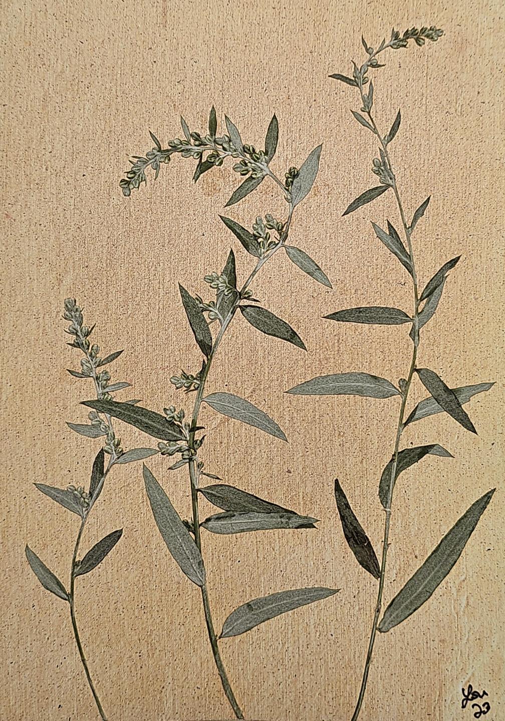 South Dakota Wildflower Series Cards 10 pack print cards