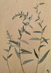 South Dakota Wildflower Series Cards 10 pack print cards