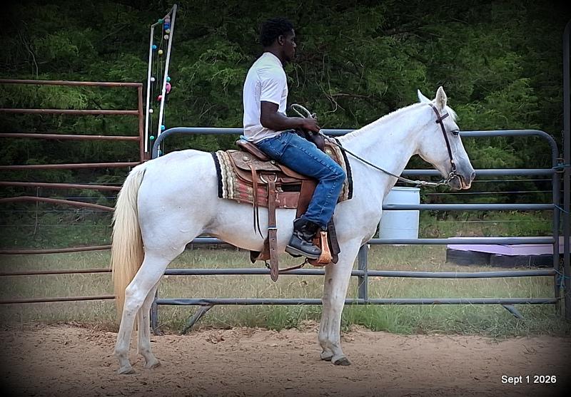 💛 🐴 Wisp • Beginner Safe, Smooth & Gentle Trail Mare 💛