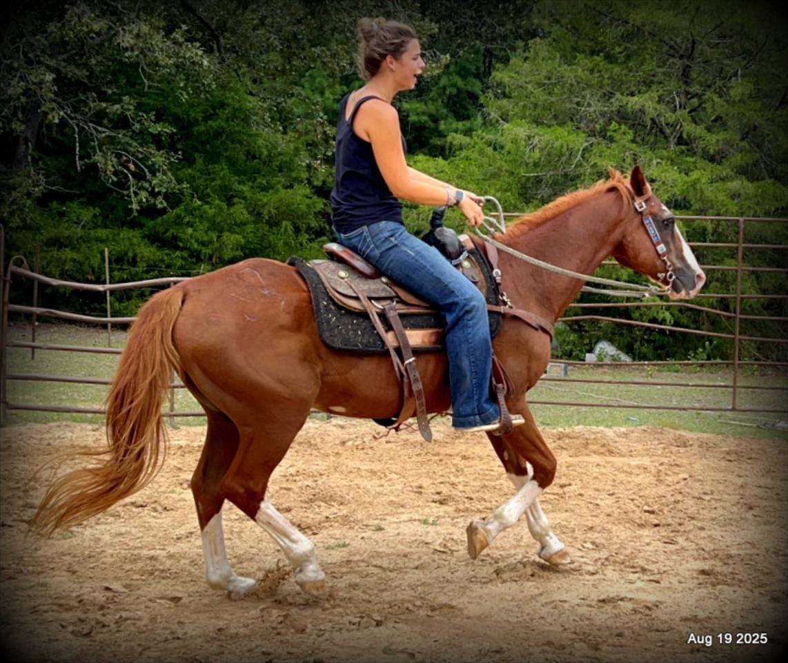 Cooper Amazing Beginners Horse