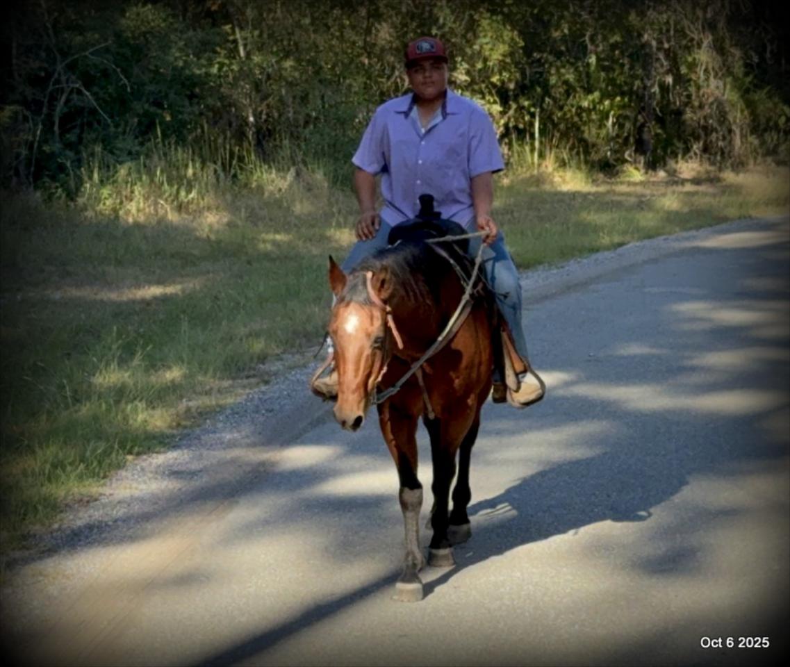 🌟 Meet Brownie – Your All-Around Ranch and Trail Partner 🌟