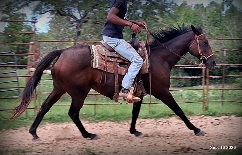 💚 Cat | Kid & Beginner Safe Family Trail Mare