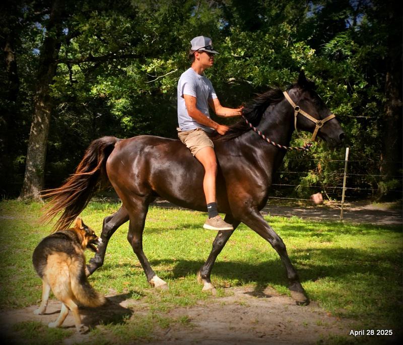 Midnight ***Gentle, Gaited Trail Gelding