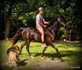 Midnight ***Gentle, Gaited Trail Gelding