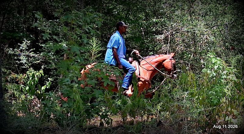 💚Sable • Beginner Safe & Family Safe Mare💚