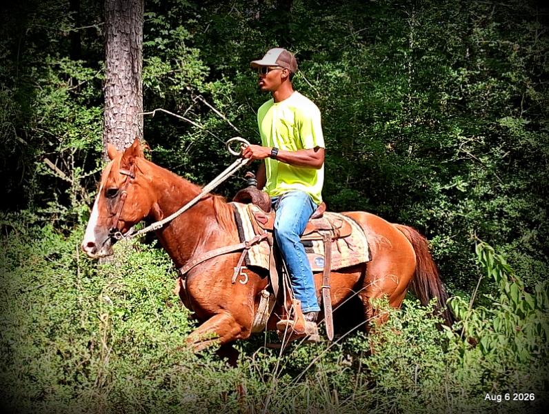 💛🐴 Scarlet • Ranch Experienced, Trail Ready & Ready to Ride💛