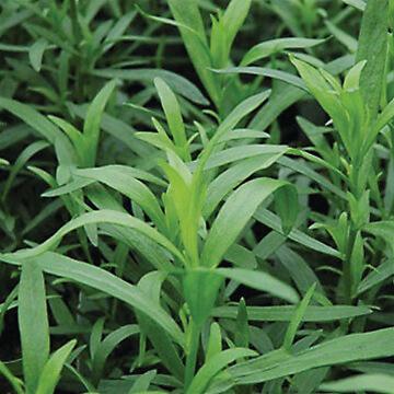 French Tarragon - Licorice Vine™