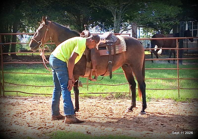 💚 Pop-tart Kid Safe & Family Safe Mare💚