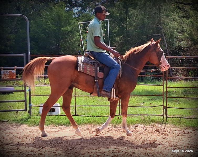 💚 Rocky | Kid-Safe Family Trail Gelding
