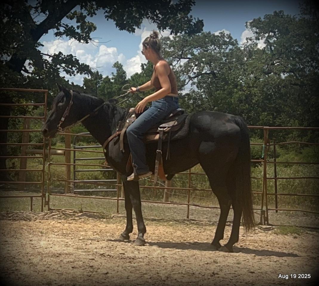 For Sale: Raven – 15-Year-Old Black Mare