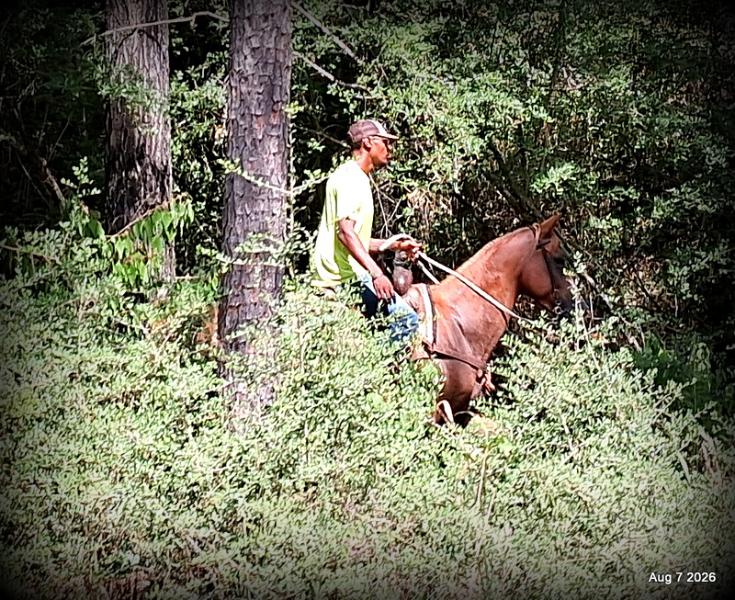 💚Blair • Beginner Safe, Seasoned Trail Mare💚