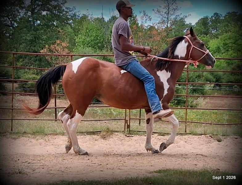 💛 🐴 Milly • Beginner Safe, Confident & Smooth Trail Mare💛