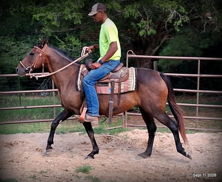 💚 Pop-tart Kid Safe & Family Safe Mare💚