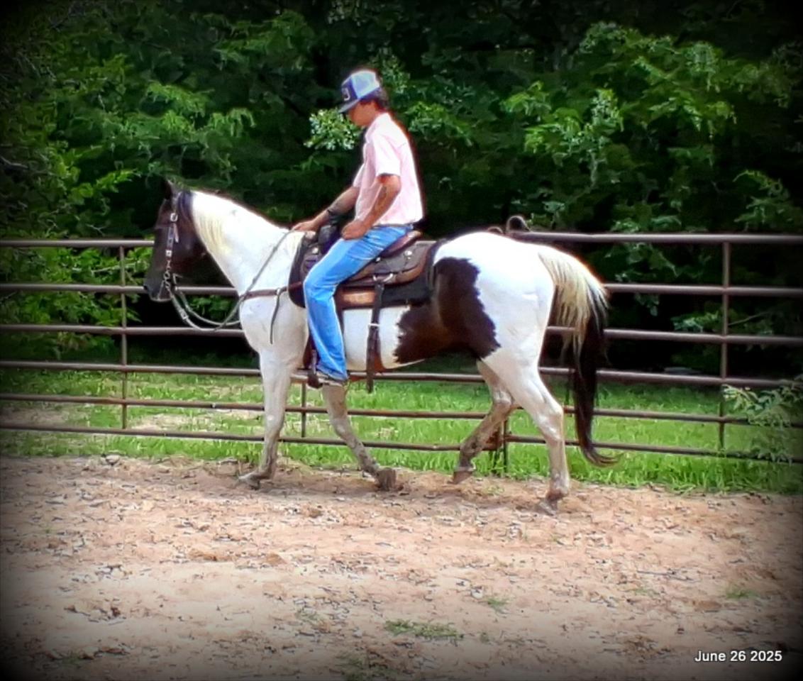 Meet Patrick – The Perfect Family Gelding!