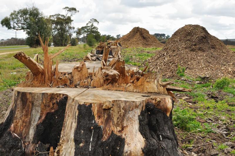 Stump Grinding