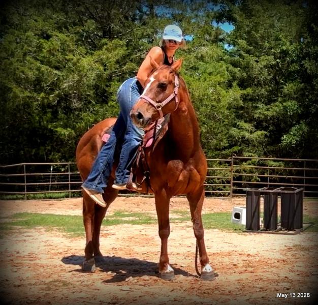 ❤️Mocha❤️Mare with a Story Still Being Written 🌟
