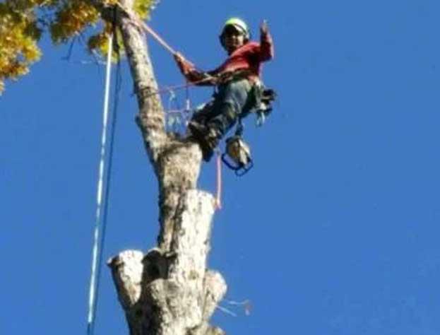 Tree Trimming & Pruning