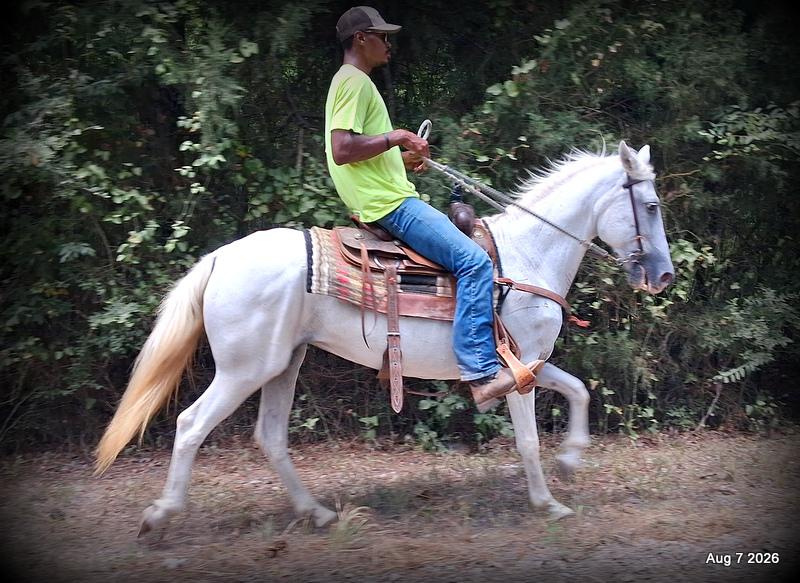 💚Wisp • Beginner Safe, Smooth & Dependable Trail Mare💚