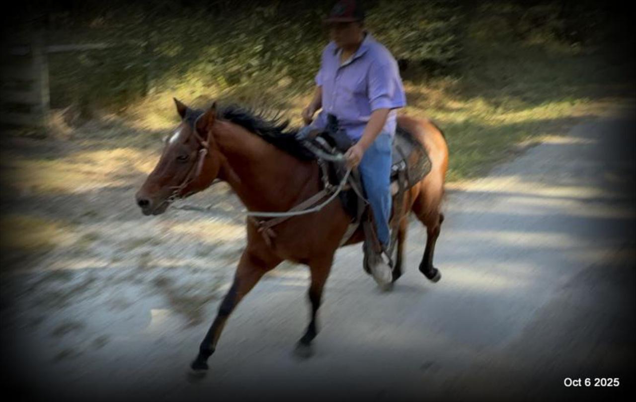 🌟 Meet Brownie – Your All-Around Ranch and Trail Partner 🌟
