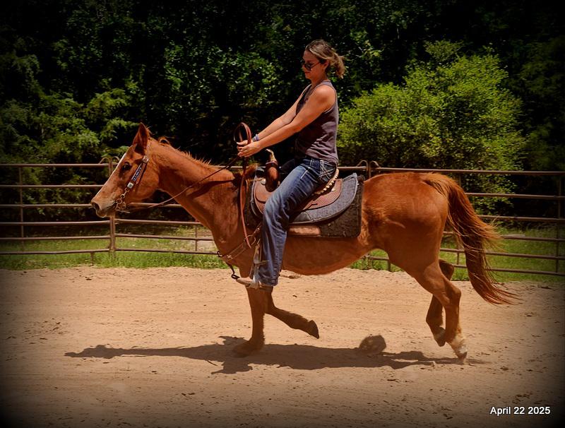 Belle’s Story: A Heart That Never Gave Up