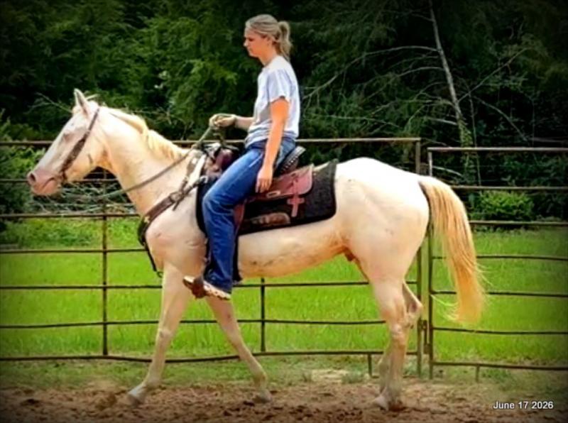 💚Prince💚Meet Prince: Your Dream Riding Partner! 👑