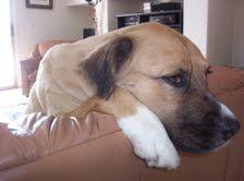 Convenience for You and Your Dog