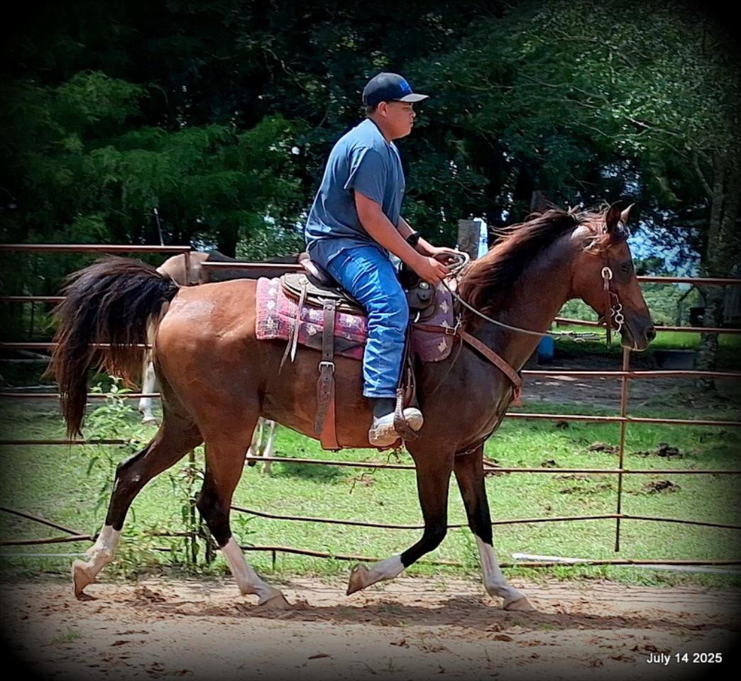 Cash- 11 Year Old Arabian Cross