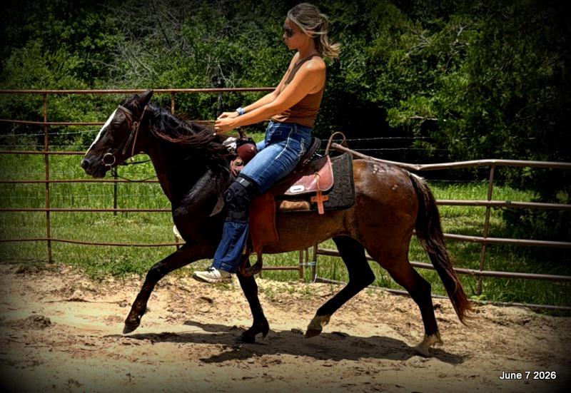 💛Bugs💛Smooth-Gaited Trail Mare 🌟