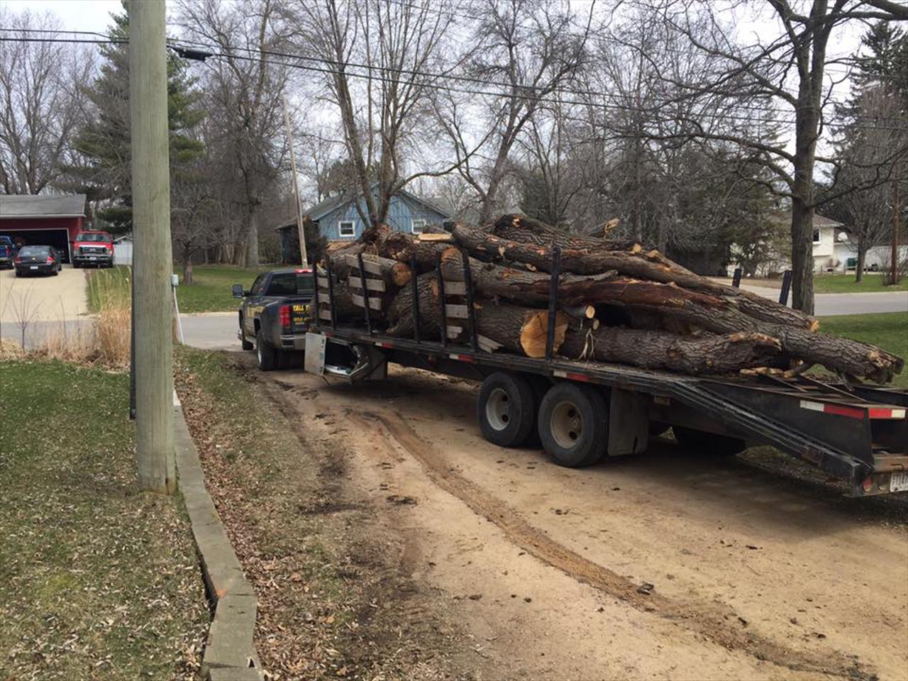 Tree Removal Services