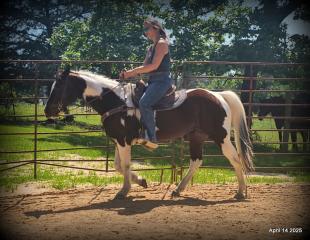 Montana – The Picture-Perfect Partner with All the Right Moves