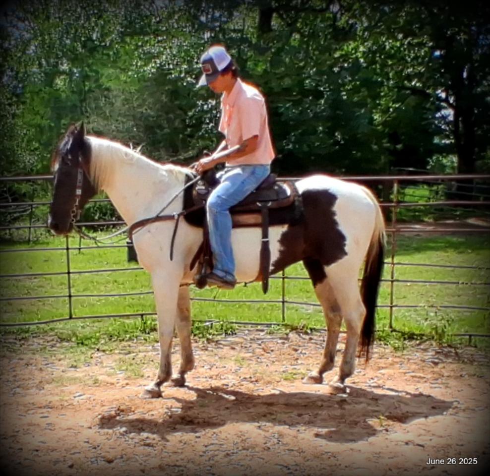 Meet Patrick – The Perfect Family Gelding!