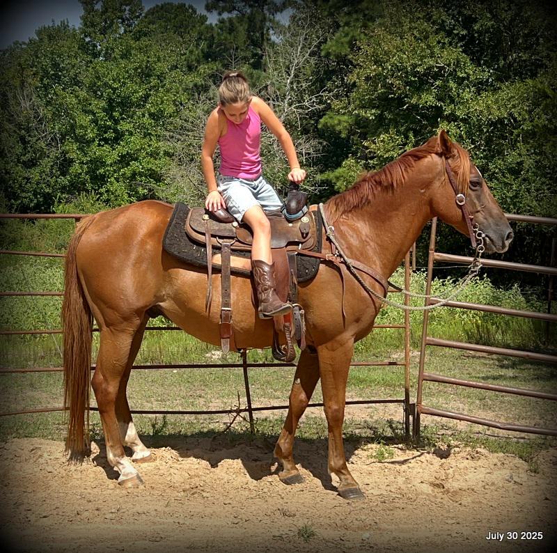 Smart Little Buzz AKA hawk