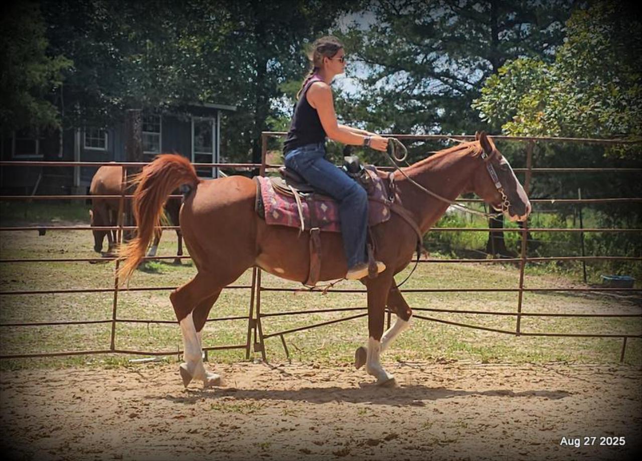 Cooper Amazing Beginners Horse
