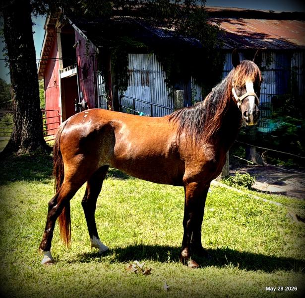 💛Bugs💛Smooth-Gaited Trail Mare 🌟