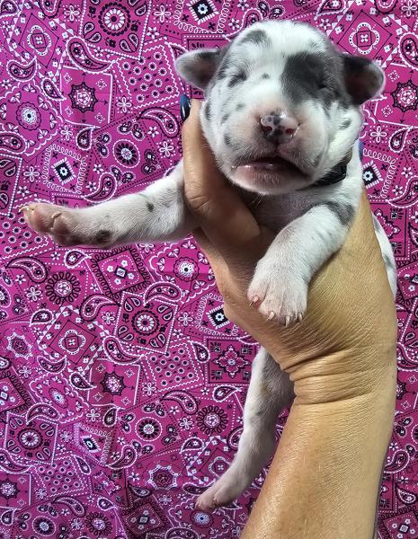 Blue Harlequin Female Tan Collar