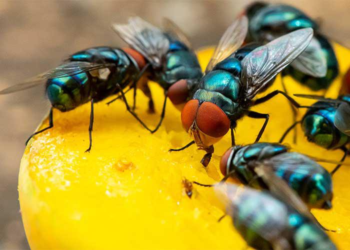 Flies
