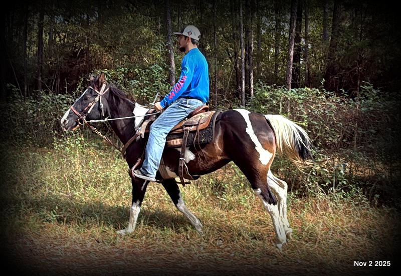 🧡Ragan🧡🎄 ✨ A Christmas Dream Horse Looking for Her Forever Home ✨ 🎄