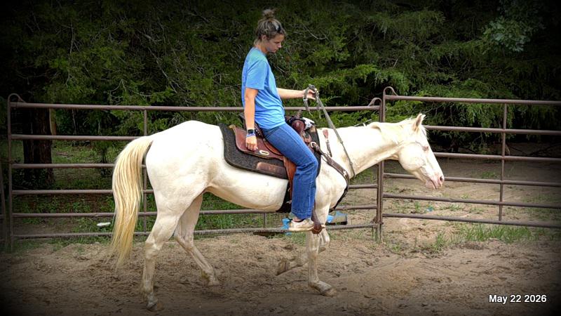 💚Prince💚Meet Prince: Your Dream Riding Partner! 👑