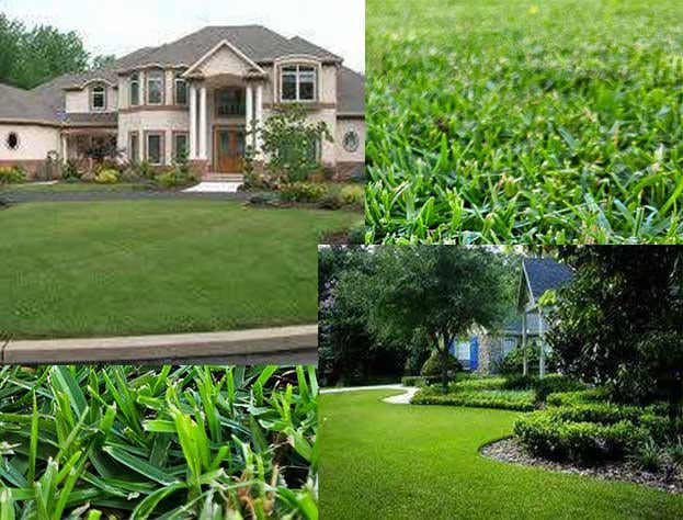 Lawn Care