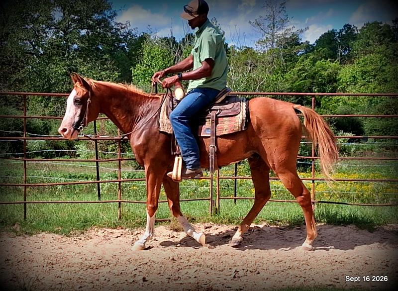💚 Rocky | Kid-Safe Family Trail Gelding