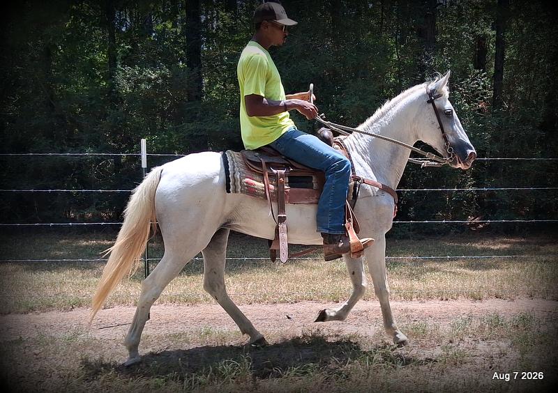 💚Wisp • Beginner Safe, Smooth & Dependable Trail Mare💚