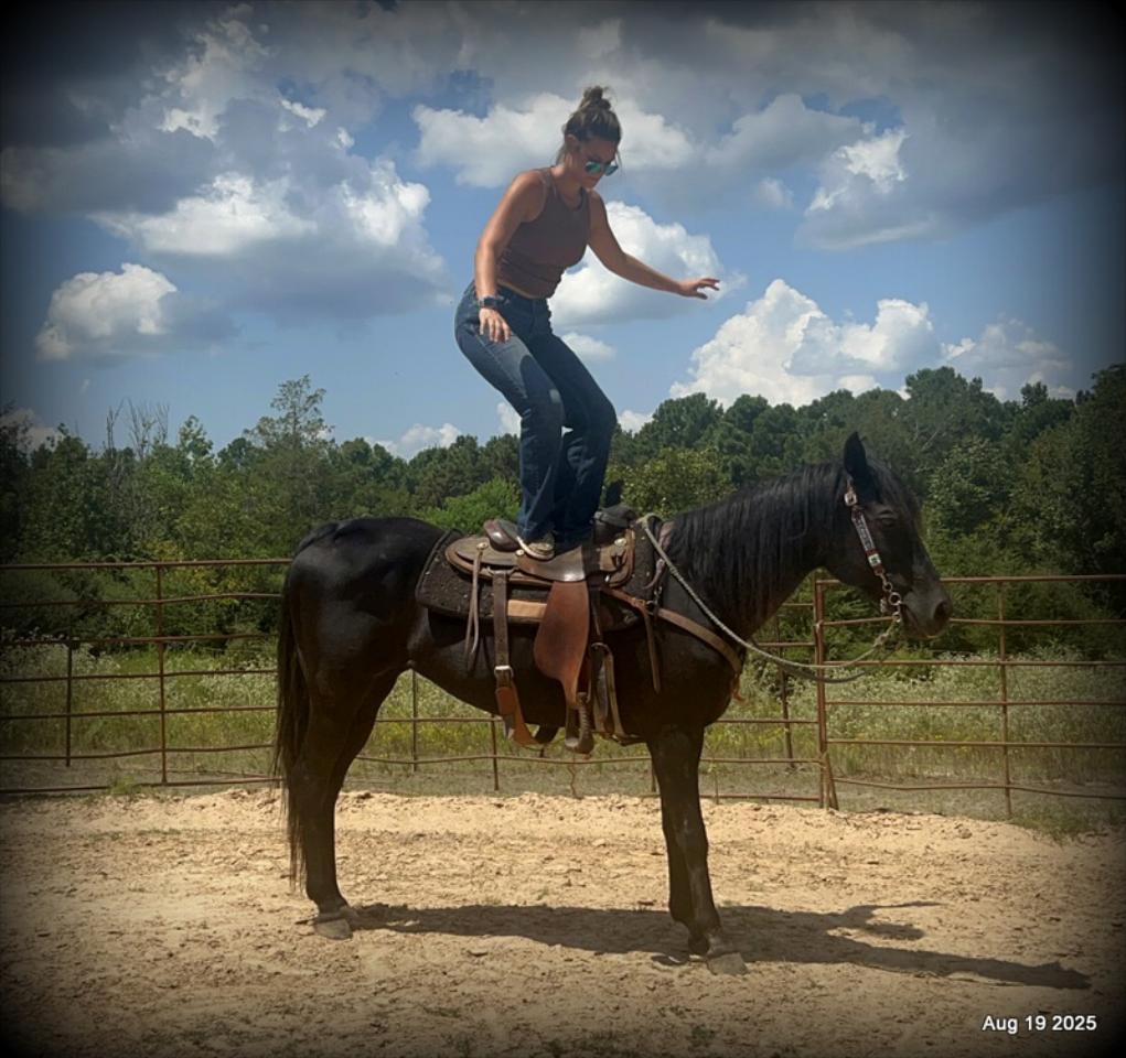 For Sale: Raven – 15-Year-Old Black Mare
