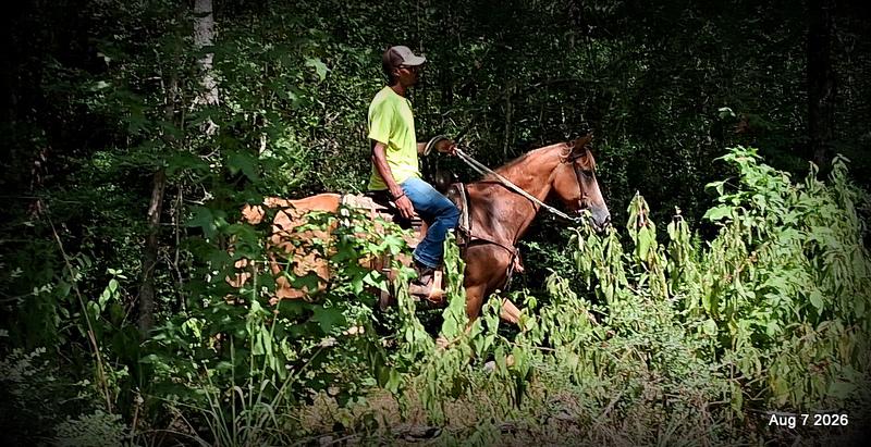 💚Blair • Beginner Safe, Seasoned Trail Mare💚